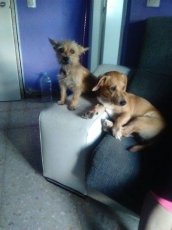 cosita_2015_2
