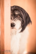 ewa_2015_2