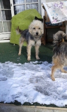 gizmo_2015_5