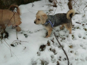gizmo_2015_9