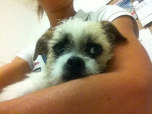 gizmo_2015_1