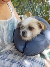 gizmo_2015_2