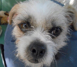 gizmo_2015_3