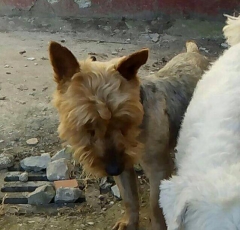 golfo_2015_3