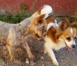 golfo_2015_4