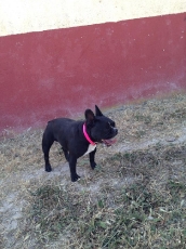 perla_2015_1