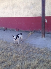 zarpa_2015_1