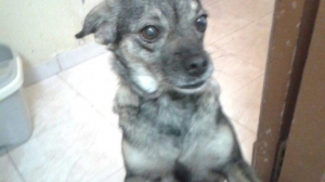 zuri_2015_1