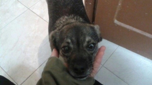 zuri_2015_3