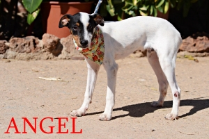 angel_2016_7