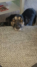 cooper_2017_5