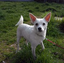stella_2016_1