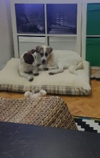bella_2017_4