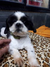 coco_2018_6