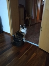 IMG-20191031-WA0000001