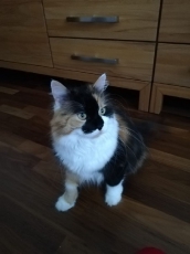 Molly