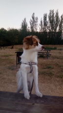 tommy_2020_1