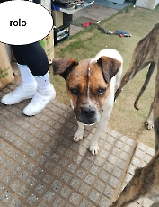 rolo_2025_1